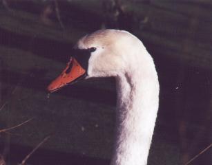 One of the swans enjoying duckweed in the pond