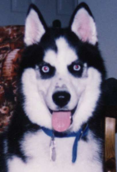 Nathan was always a happy husky