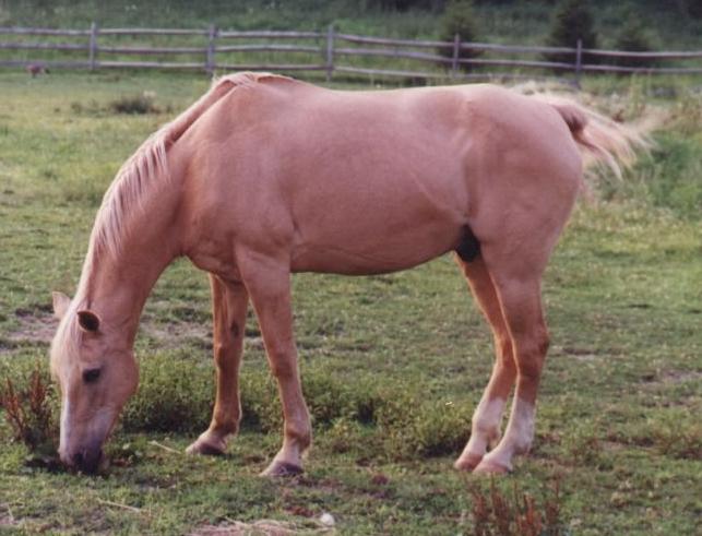 A horse has to eat